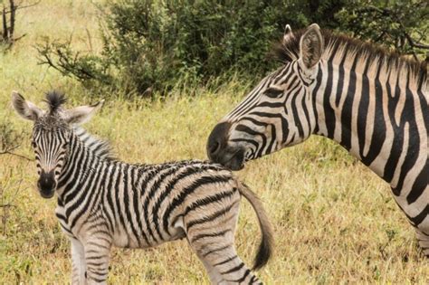 shaved zebra|Zebras, beautiful and endangered: Lifeform of the week .